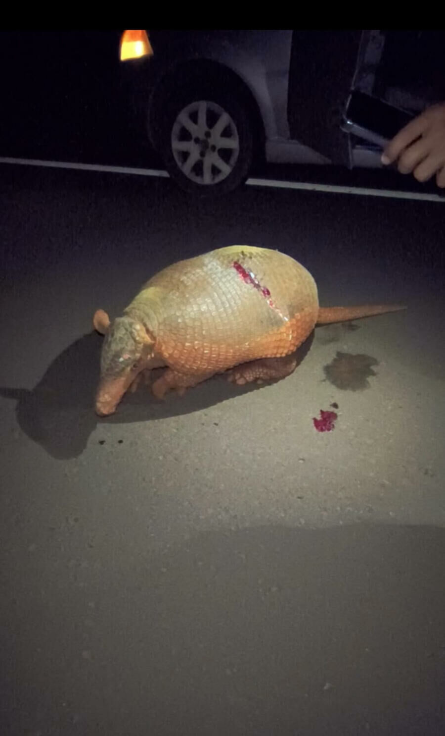 Imagem de compartilhamento para o artigo Família resgata tatu-canastra ferido às margens da BR-060 em Paraíso das Águas da MS Todo dia